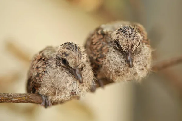 Zebra Dove Zemi Thajsku — Stock fotografie