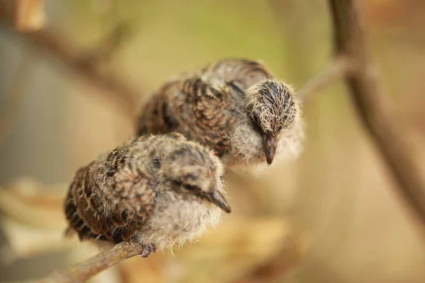 Zebraduif Grond Thailand — Stockfoto