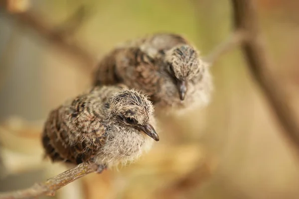 Zebraduif Grond Thailand — Stockfoto