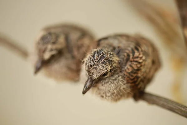 Zebra Dove Chão Tailândia — Fotografia de Stock