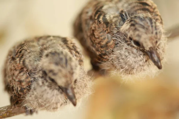 タイの地面にZebra Dove — ストック写真