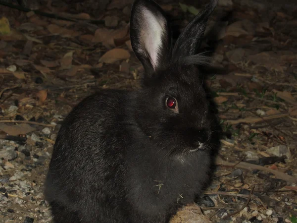 Чёрный кролик — стоковое фото