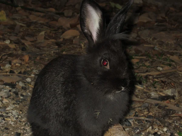 Conejo negro — Foto de Stock