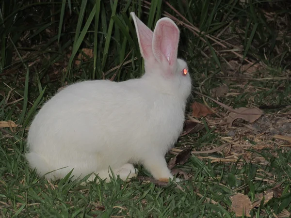 Witte konijn — Stockfoto