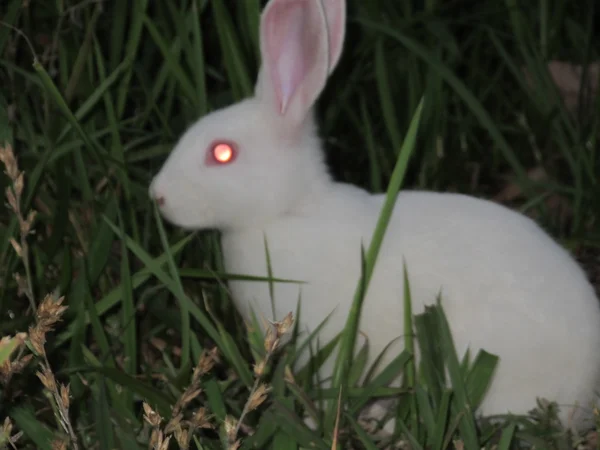 Conejo blanco — Foto de Stock