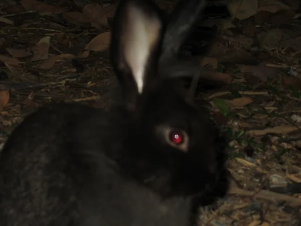 Conejo negro — Foto de Stock