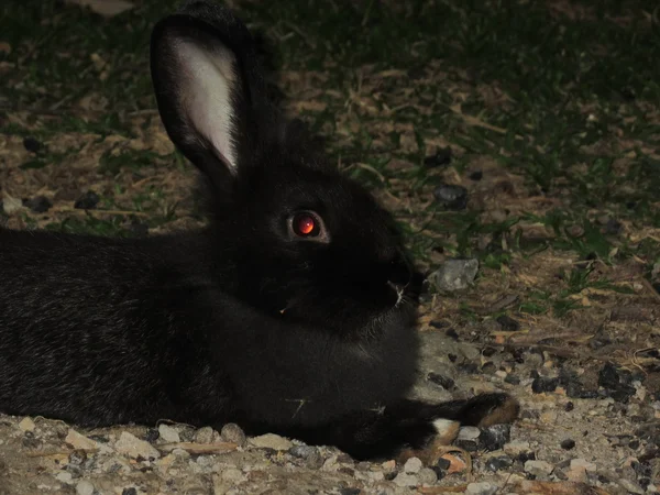 Conejo negro — Foto de Stock