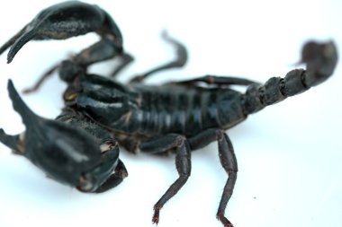 Akrep beyaz zemin üzerine