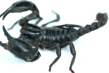 Akrep beyaz zemin üzerine