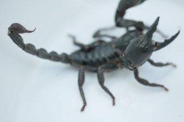 Akrep beyaz zemin üzerine