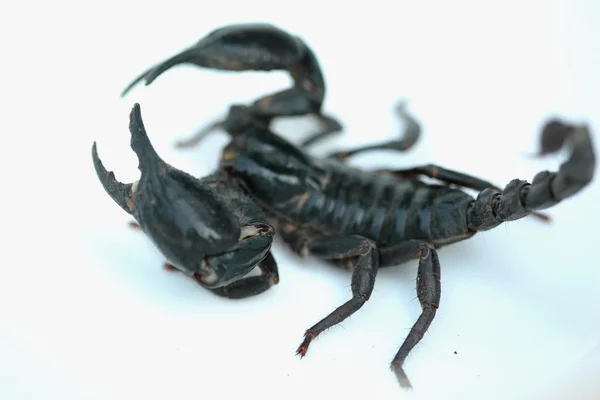 Scorpion sur fond blanc — Photo