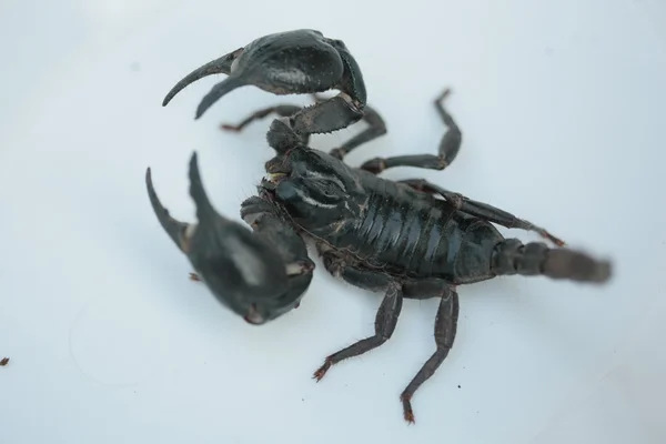 Scorpione su sfondo bianco — Foto Stock