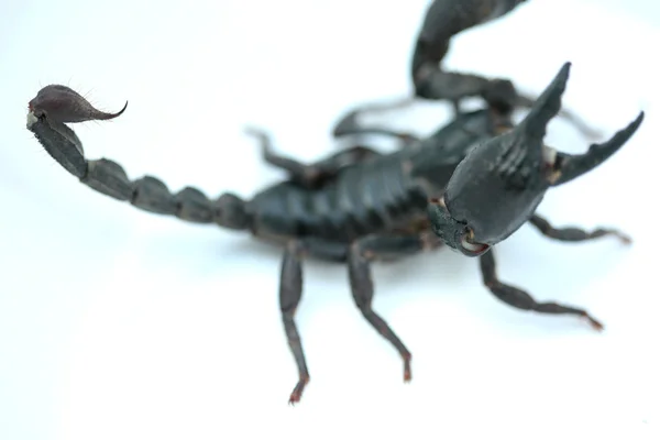 Escorpión sobre fondo blanco —  Fotos de Stock