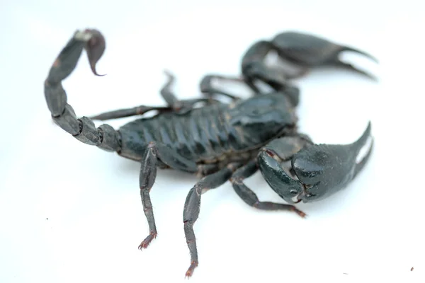 Scorpion sur fond blanc — Photo