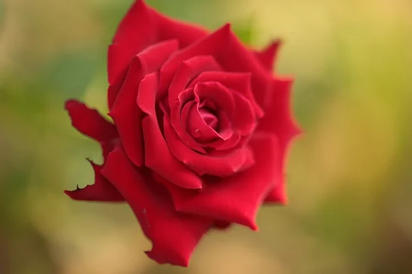 Pojedyncza czerwona róża — Zdjęcie stockowe