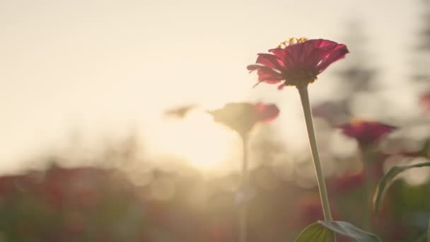 Una Zinnia Floreciendo Con Sol Tarde Amplio Campo — Vídeos de Stock