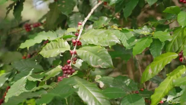 Arabica Kávébab Amely Érik Növények Vár Betakarításra — Stock videók