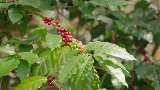 Grãos Café Arábica Que Amadurecem Suas Plantas Espera Serem Colhidos — Vídeo de Stock