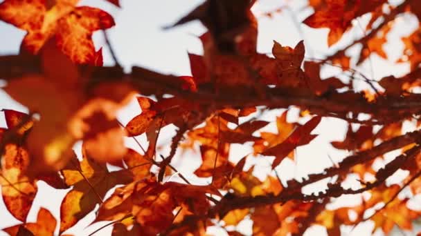 Dolly Skott Blad Lönn Träd Som Blir Röd Vintern — Stockvideo