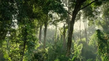 Yağmur ormanlarından güneş ışınları döküldü..