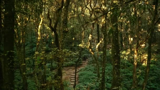 Cenário Floresta Tropical Giew Mae Pan Província Chiang Mai Tailândia — Vídeo de Stock