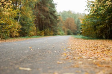 Sonbahar arkaplanı, sonbahar ormanı yolu. Sonbahar ormanı. Gün batımında kır yolu olan güzel bir orman. Ağaçlarla, kırsal yollarla, sarı yapraklarla, güneşle ve mavi gökyüzüyle renkli bir manzara. Seyahat et. Sonbahar arkaplanı.