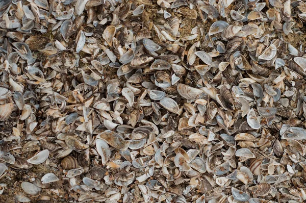 Συλλογή Seashell Μικρά Κοχύλια Στην Παραλία Ιστορικό Του Κελύφους — Φωτογραφία Αρχείου