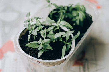Bahçıvanın elleri bahçeden sebze ekiyor ve topluyor. Eldivenli bahçıvan tohum için toprağı hazırlar..