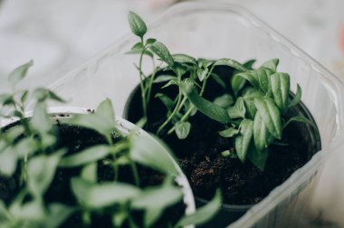 Bahçıvanın elleri bahçeden sebze ekiyor ve topluyor. Eldivenli bahçıvan tohum için toprağı hazırlar..