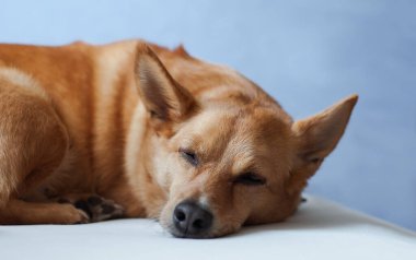 redhead dog sleeping on a light background