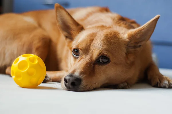 红头发的狗在灰色背景下打黄球 — 图库照片