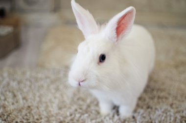 Bir beyaz tavşan