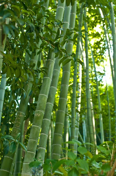Groene bamboebos in een botanische tuin van Batoemi — Stockfoto