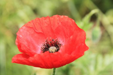 Kırmızı gelincik çiçeğine yaklaş