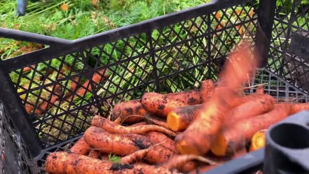 Рука садовника обрезки моркови и урожай в коробку. Закрыть — стоковое видео