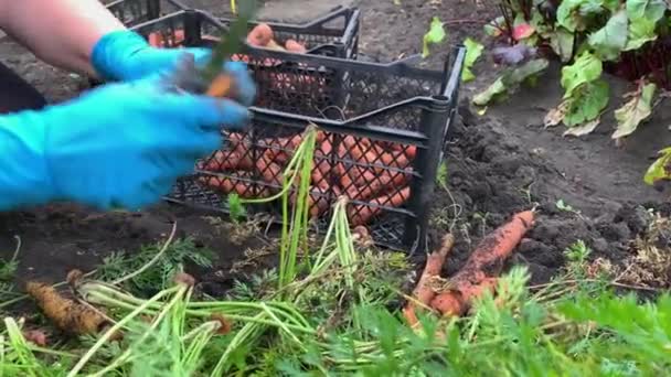 Рука садовника обрезать обрезки зрелой моркови и урожай в коробку — стоковое видео