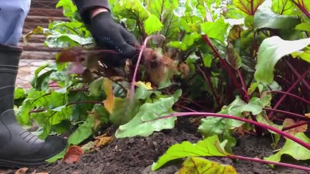 Trädgårdsmästare skörd betor och sätter dem framför kameran — Stockvideo