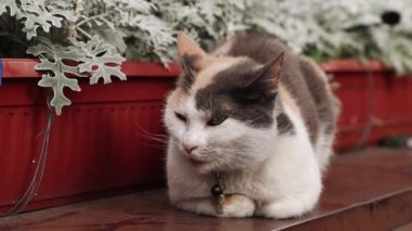 Evsiz benekli beyaz kedi çiçek bahçesinin yanında yatıyor. Kapat.