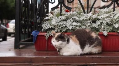 Evsiz beyaz kedi kalabalık bir caddede çiçek bahçesinin yanında yatıyor.
