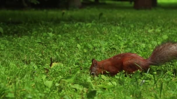 Esquilo corre e saltar na grama verde à procura de comida — Vídeo de Stock