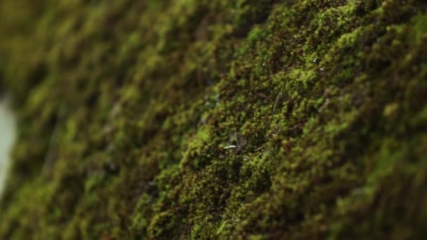 Mousse verte pousse sur un tuyau — Video