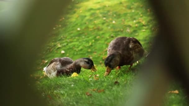 Ducks walks and nibbles grass In the national park. Camera looks through slit — Stock Video