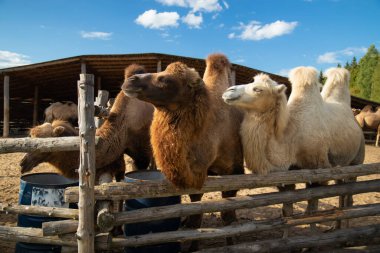 Bir çiftlikte yiyecek arayan iki hörgüçlü üç deve.