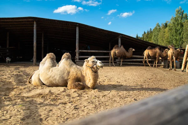 Camello blanco se encuentra en la arena de la granja en el fondo de otros camellos — Foto de Stock