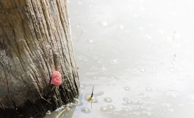 Bir ağaç kütüğü gölet altın elma salyangoz yumurta tünemiş.