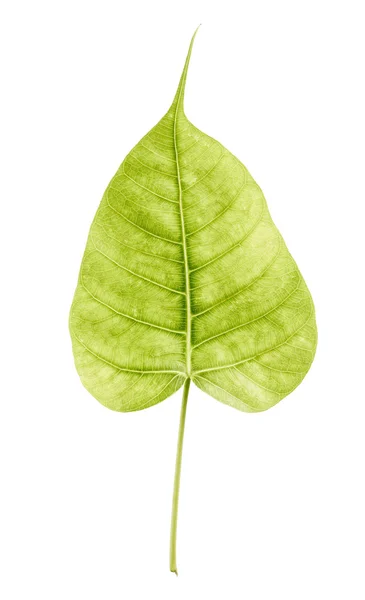 Folha de figueira sagrada isolada no fundo branco, Ficus religiosa , — Fotografia de Stock