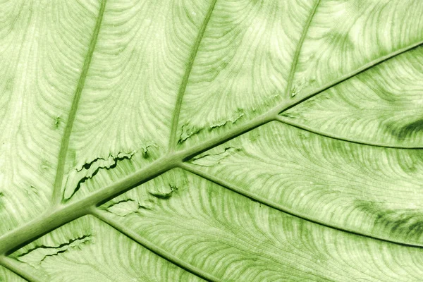 Textura de folha verde . — Fotografia de Stock