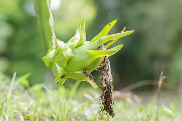 Unge dragefrukter i hagen, pitaya, hylocereus . – stockfoto