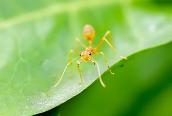 Chiudere formica tessitrice rossa, profondità di campo bassa . — Foto Stock