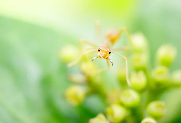 Close up red weaver ant,shallow depth of field. — Stock Photo, Image